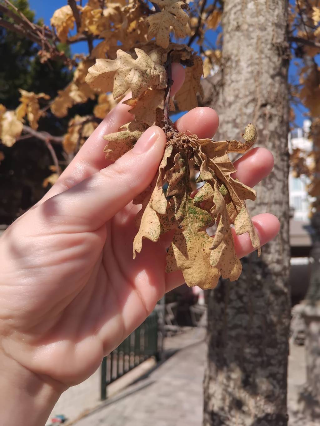 El calor extremo como arma para la&nbsp;gentrificación